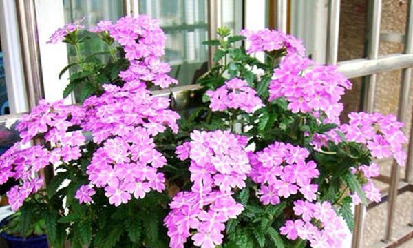 美女樱种子怎样种植（美女樱种子种植方法和时间）