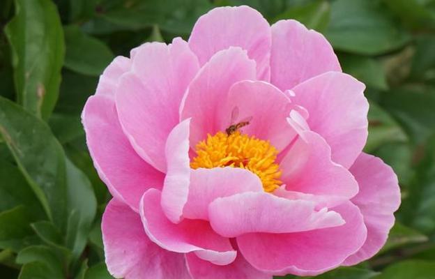 芍药花几月份栽种（芍药花的种植方法与时间）