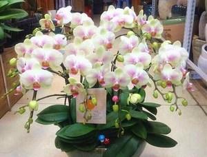 蝴蝶兰花怎么养才能开花（教你正确养护蝴蝶兰）