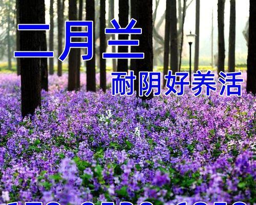 二月兰6月份能播种吗（二月兰播种时间及方法）