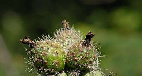 火龙果籽怎么种植（火龙果的种植方法和技术）