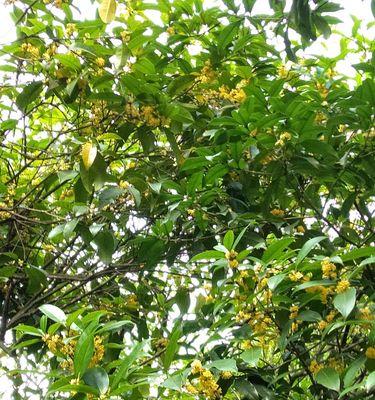 北方如何种植桂花树（北方桂花树种植方法及养护）
