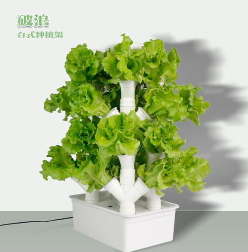 无土栽培的植物有哪些介绍（适合无土栽培的植物）