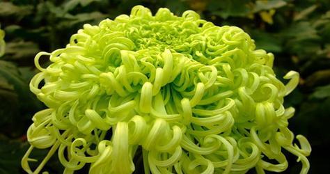 春夏秋冬各有什么花开放（盘点六种四季常开的花）