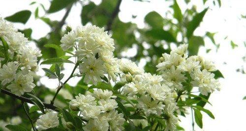 木香花怎么养（木香花的养殖方法和注意事项）