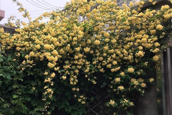 木香花怎么养（木香花的养殖方法和注意事项）