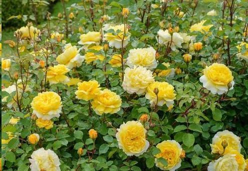 月季花什么时候种植（有关月季花的种植方法和时间）