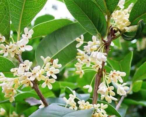 桂花移栽多久生根发芽（移栽桂花的时间）