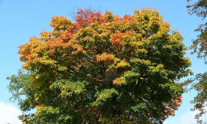 秋天的树有哪些（秋天常见的树介绍）