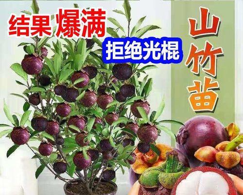 山竹什么地方可以种植（山竹种植技术和管理）