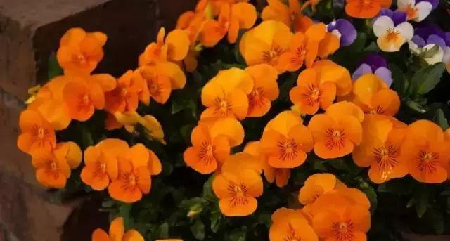 三色堇花期过后怎么养（三色堇养殖方法和注意事项）