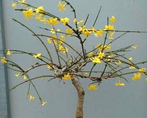玉兰花叶子发黄怎么回事