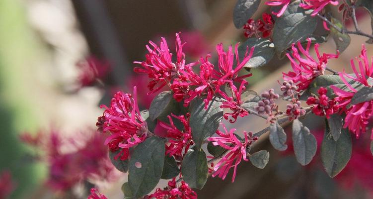 红花继木怎么嫁接（分享红花继木嫁接时间和方法）