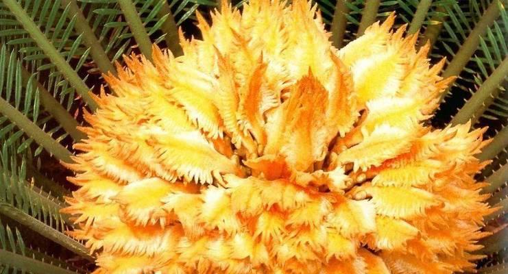 铁树什么时候开花（有关铁树开花时间）