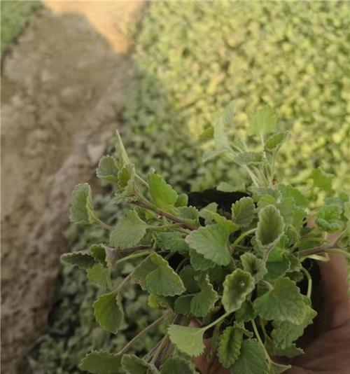 荆芥怎么种植（荆芥种植方法及步骤）