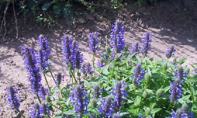 荆芥怎么种植（荆芥种植方法及步骤）