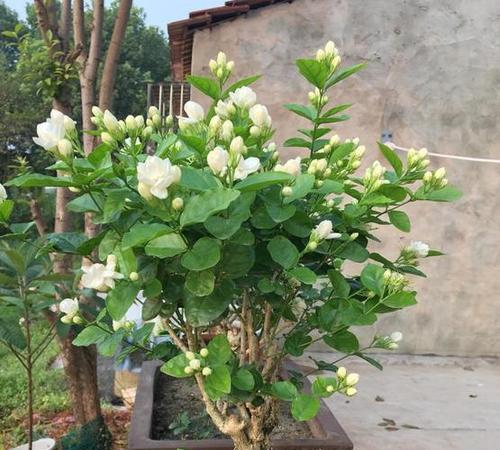 茉莉花适合放在卧室吗（养护茉莉花的注意事项）