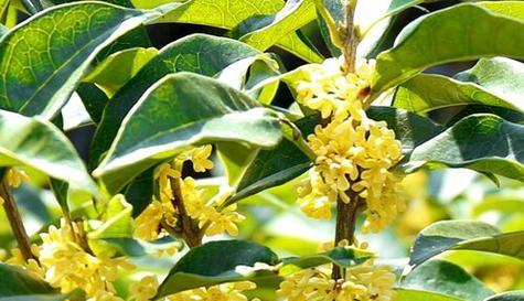 桂花什么品种（盘点十大最香的桂花品种）