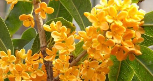 桂花什么品种（盘点十大最香的桂花品种）