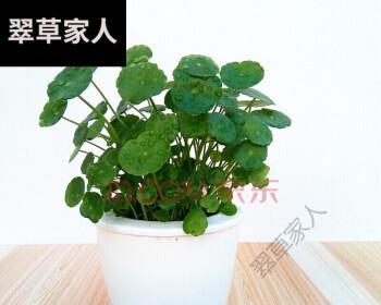 土培铜钱草怎样种植好（铜钱草土壤养护技巧）