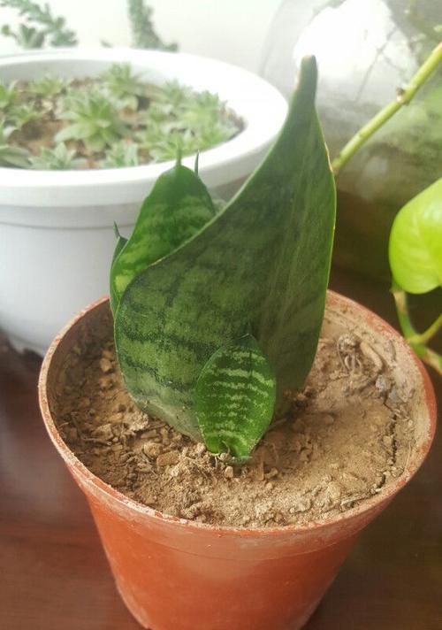 虎皮兰如何扦插（虎皮兰的种植方法和注意事项）