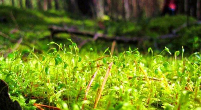苔藓怎么施肥更绿（苔藓的养殖方法和注意事项）