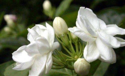 茉莉花什么时候开花（关于茉莉花花期简介）