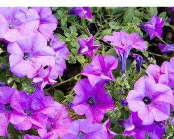 牵牛花怎么种植方法（盆栽牵牛花养护要点）