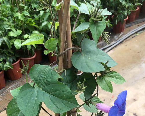 牵牛花怎么种植方法（盆栽牵牛花养护要点）