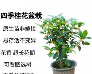 桂花树盆栽怎么养才长得好（盆栽桂花树的养殖方法）