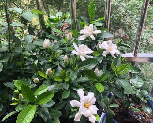 栀子花发黄是什么原因（栀子花黄叶原因及救治方法）