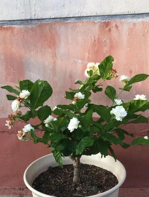 大叶栀子花怎么修剪（栀子花修剪方法图解）
