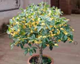 四季桂花什么时候开花（四季桂花的养殖方法和注意事项）