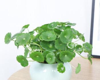铜钱草水培方法有哪些（用水培方法养铜钱草）
