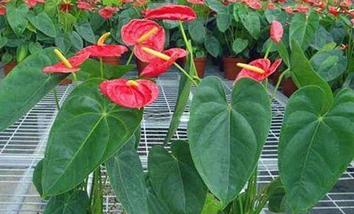 火鹤花有毒吗能吃吗（火鹤花的养殖方法讲解）