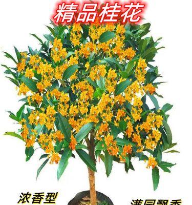 桂花树如何养护（桂花树的养殖方法与技巧）