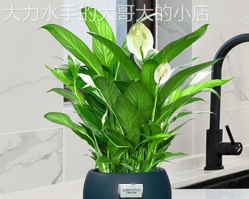 卧室内放什么花（盘点五种适合放卧室的植物）