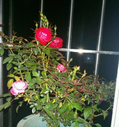 卧室内放什么花（盘点五种适合放卧室的植物）