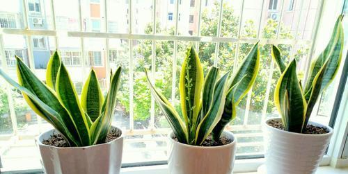 卧室内放什么花（盘点五种适合放卧室的植物）