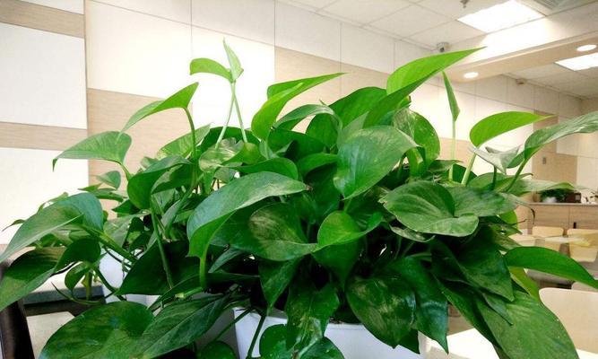 顽强生命力的植物故事（探索自然奇迹）