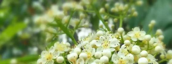花间寄思念——以象征思念的植物为主题的文章
