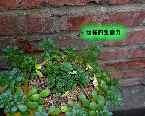 顽强生生不息的植物世界（探索植物生命力的奇迹）