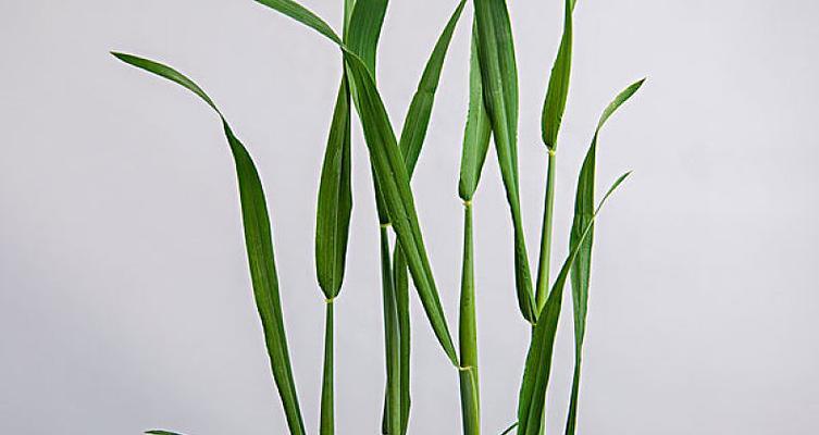 小麦生肖的象征意义与传统文化探析（丰收与充实的象征——小麦在十二生肖中的地位）