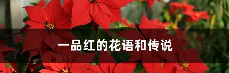 一品红（一品红花语与传说故事）