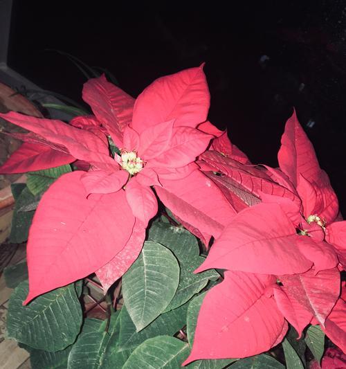一品红（一品红花语与传说故事）