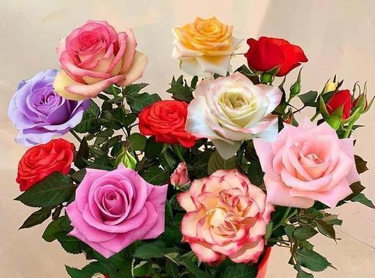 仰慕之花——银皇后的花语（银皇后）