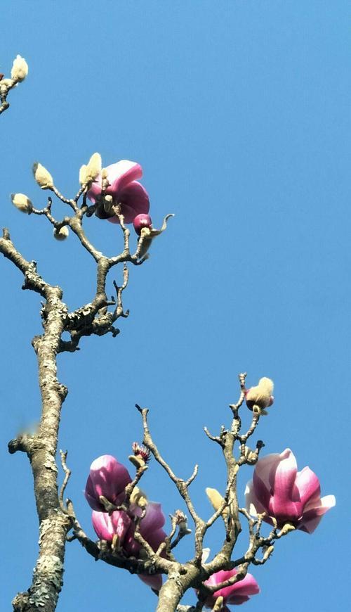 玉兰花（探索玉兰花的美丽与含义）