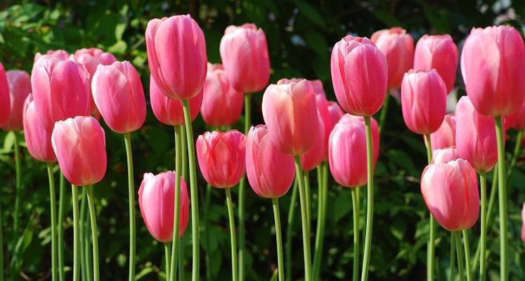 郁金香花的寓意与象征意义（探寻郁金香花所代表的深刻意义）