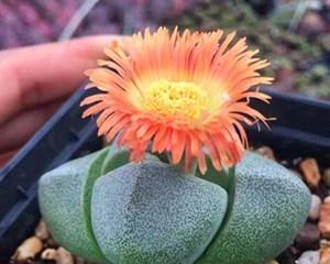 吉祥多肉植物的繁荣与美丽（以多肉植物为寓意的吉祥象征）