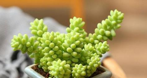 吉祥多肉植物的繁荣与美丽（以多肉植物为寓意的吉祥象征）
